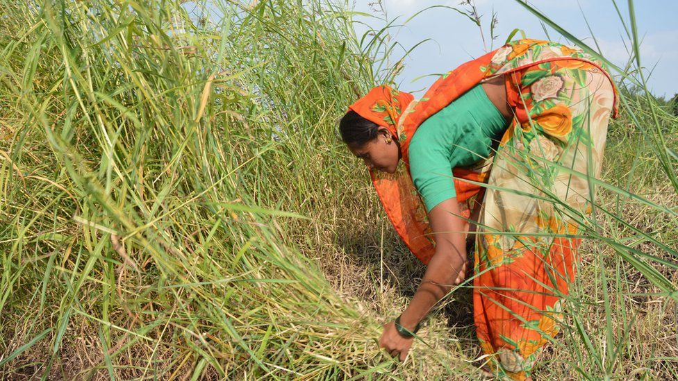 Indian woman harvesting field