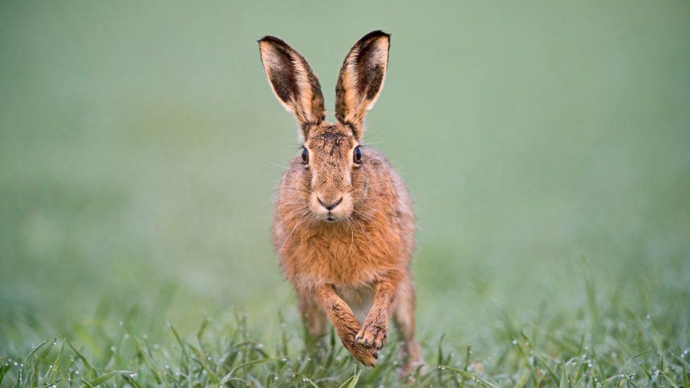 Brown hare