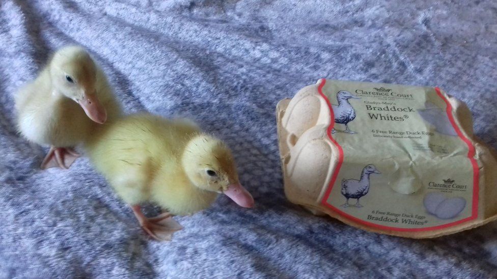 Two of the ducklings with the box of eggs in which they started life