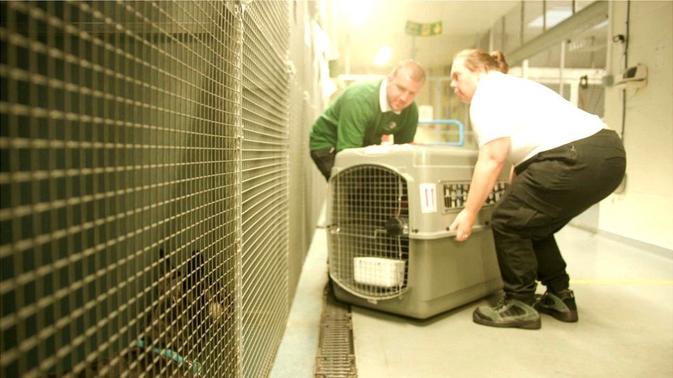 Workers at Animal Aircare