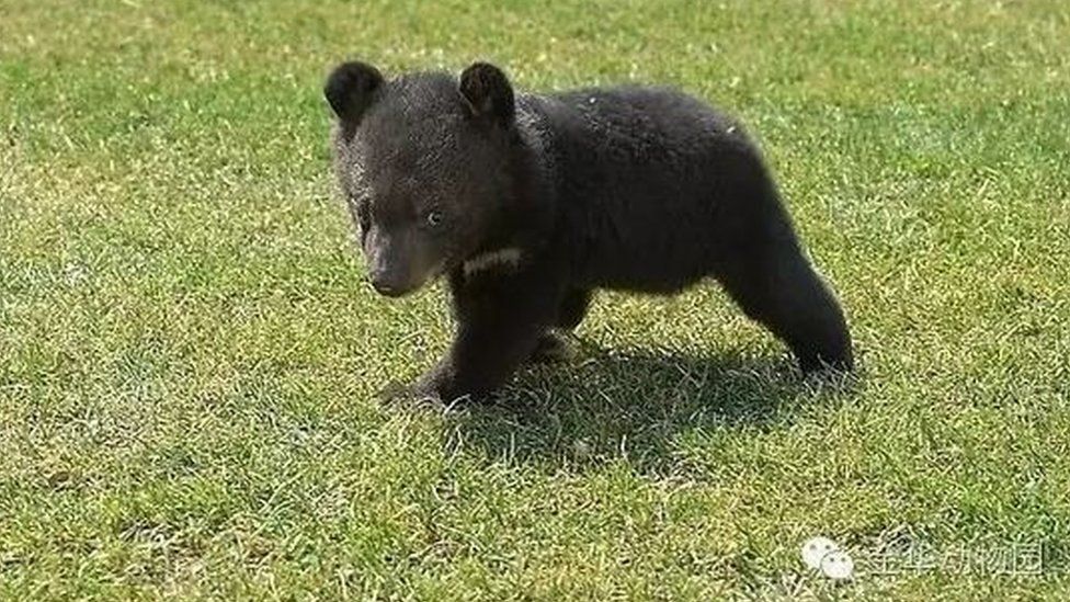 Bear cub from Jinhua Zoo website