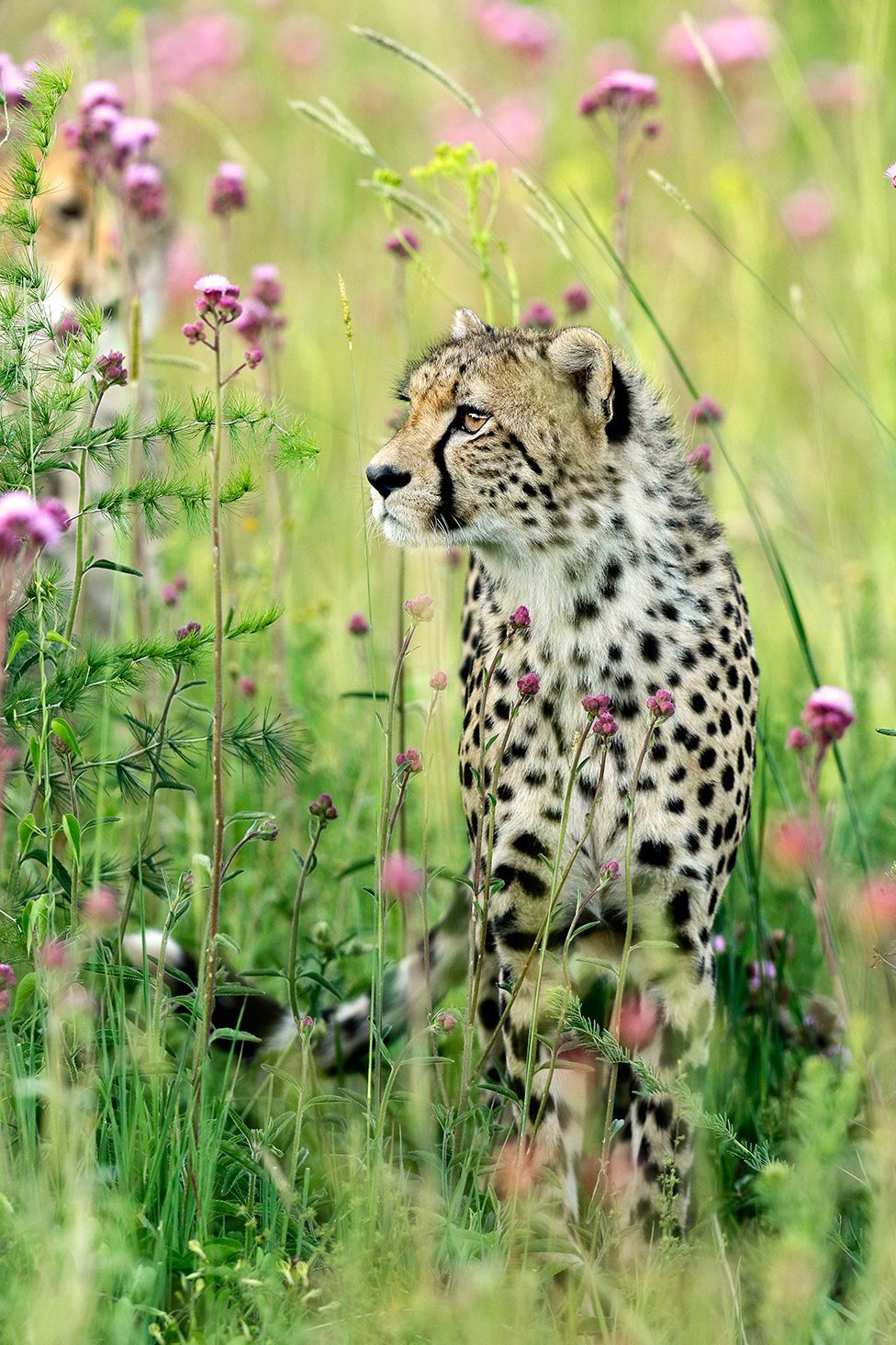 A cheetah amongst flowers
