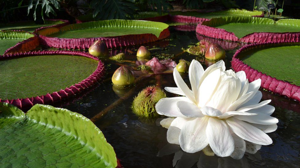 Victoria boliviana in flower