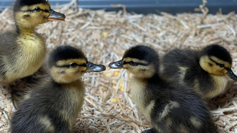 Animal rescuers use mother duck YouTube video to save ducklings - BBC News