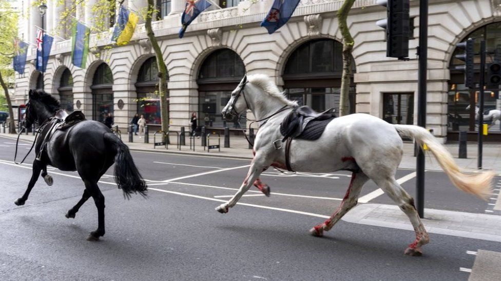 A black and white horse run through the street in central London