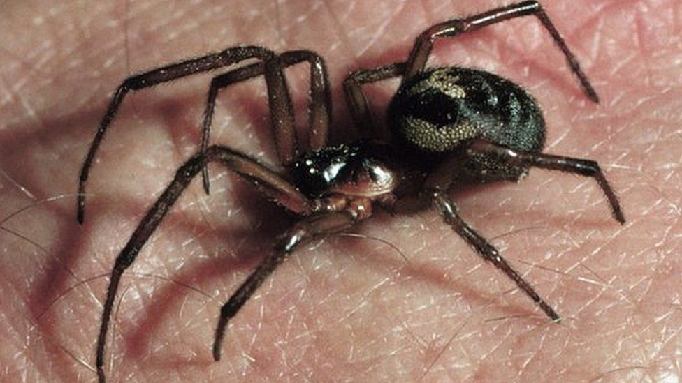 False Widow Spiders Close Seventh London School Bbc News