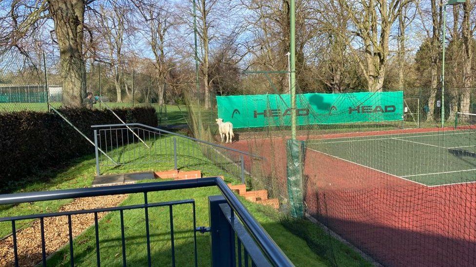 The cow spent the night on a court at Market Harborough Lawn Tennis Club