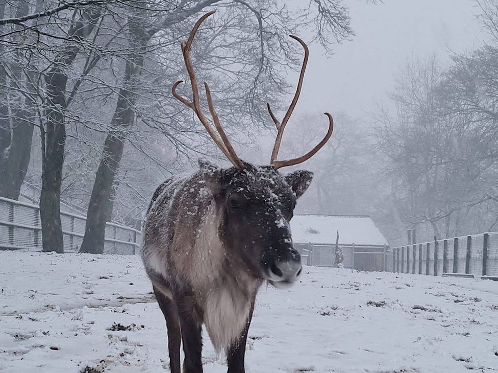 Reindeer