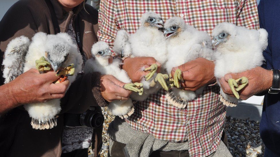 Peregrine falcon chicks