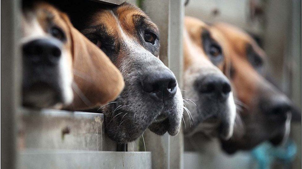 Hunting hounds in kennels