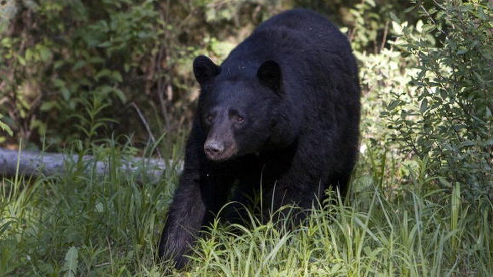 American may face charges for spearing Canadian bear - BBC News