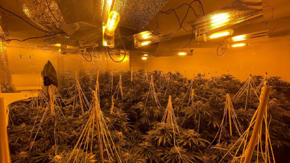 Swindon cannabis farm: Man arrested after 200 plants found by police ...