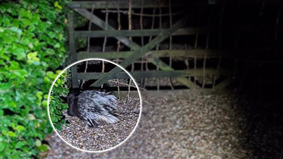 Fire crew spots porcupine on the loose in Harston BBC News