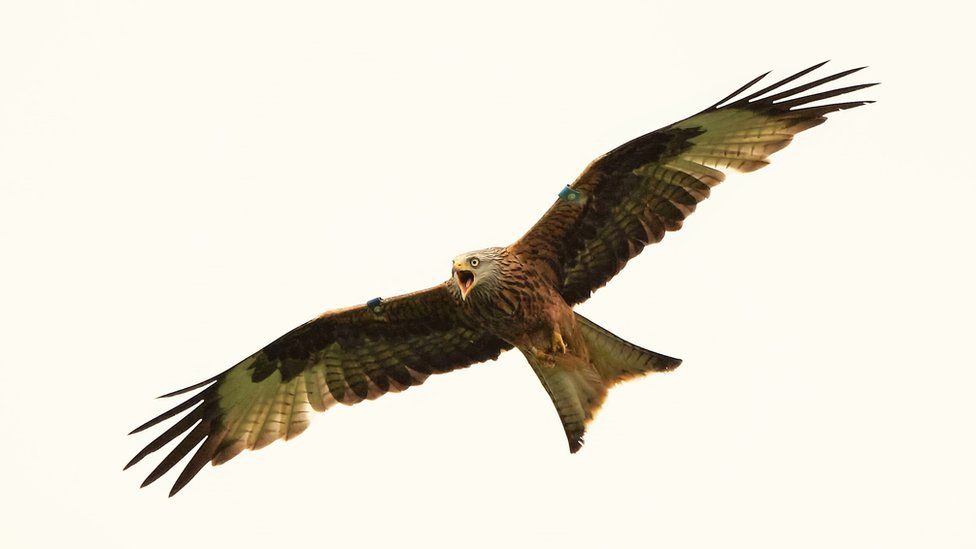 A red kite chasing a buzzard away from its nest