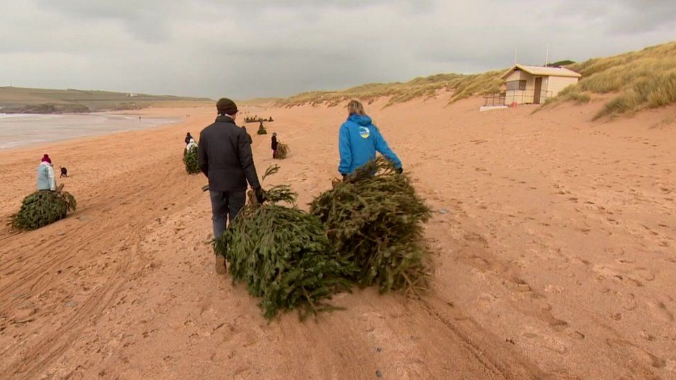 People drag Christmas trees across the beach