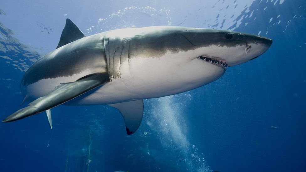 Why are sharks amazing bbc newsround