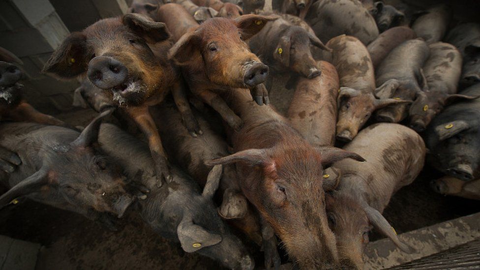 Slaughtered pigs outnumber Spanish population BBC News