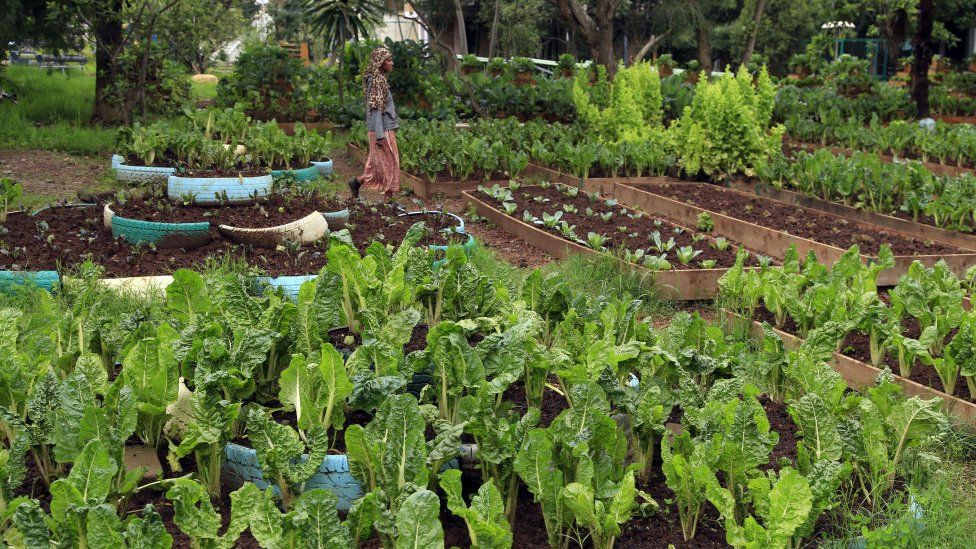 A woman walking amongst a garden full of greenery.