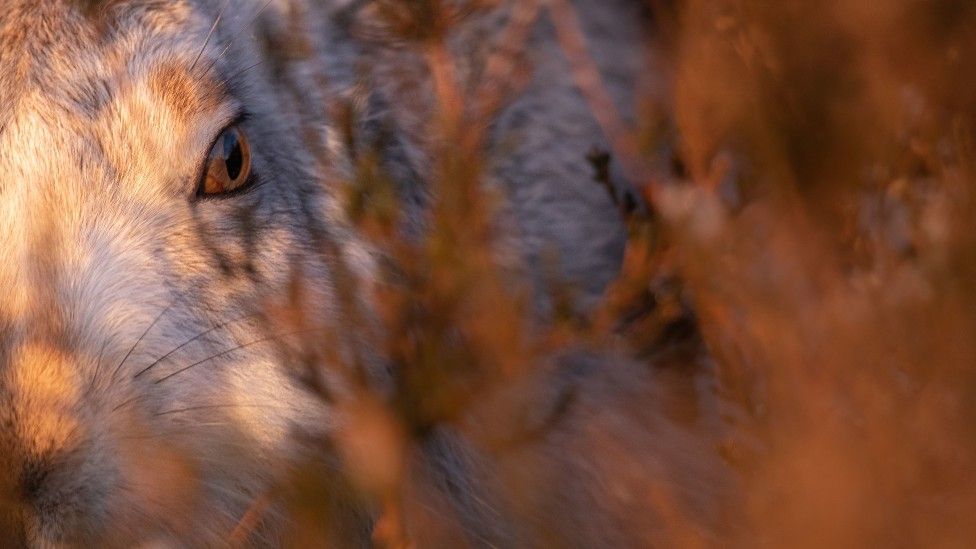 Mountain hare