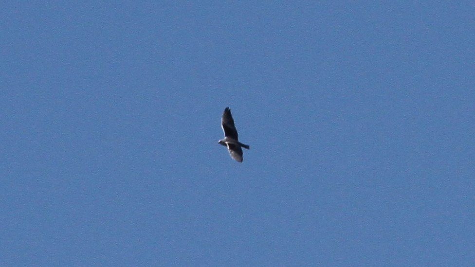 Black-winged kite flying above Alderney