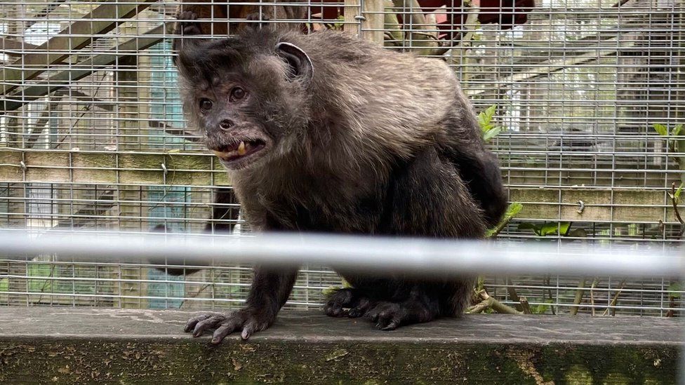 Benny, a 66-year-old capuchin money, in his enclosure at The Exotic Pet Refuge