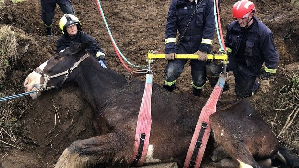 A horse stuck in a ditch