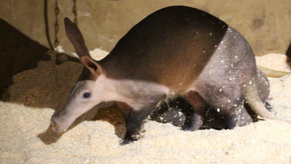 Het is het oudste aardvark in Europa in Colchester Zoo