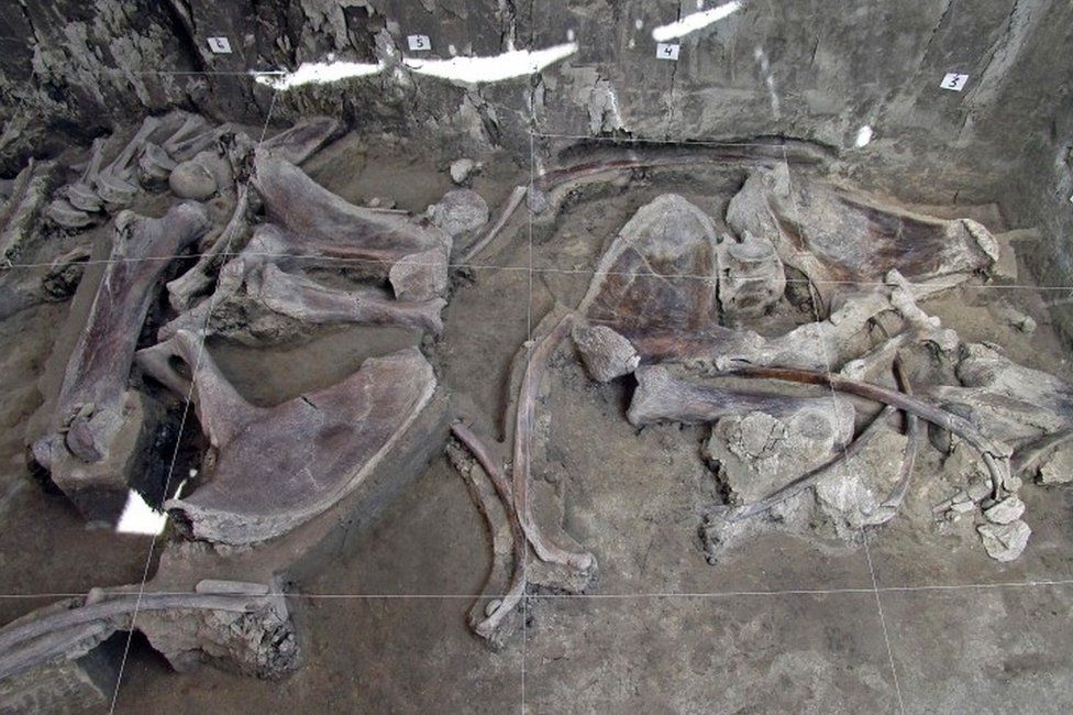 A collection of mammoth bones on the floor of the excavation site