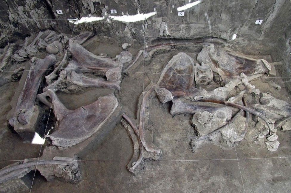 Mexico mammoths: Human-built woolly mammoth traps found in Tultepec - BBC News