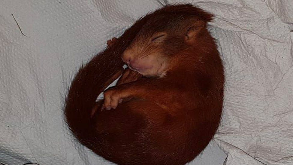 A baby squirrel photographed by German police after it chased a man down the street