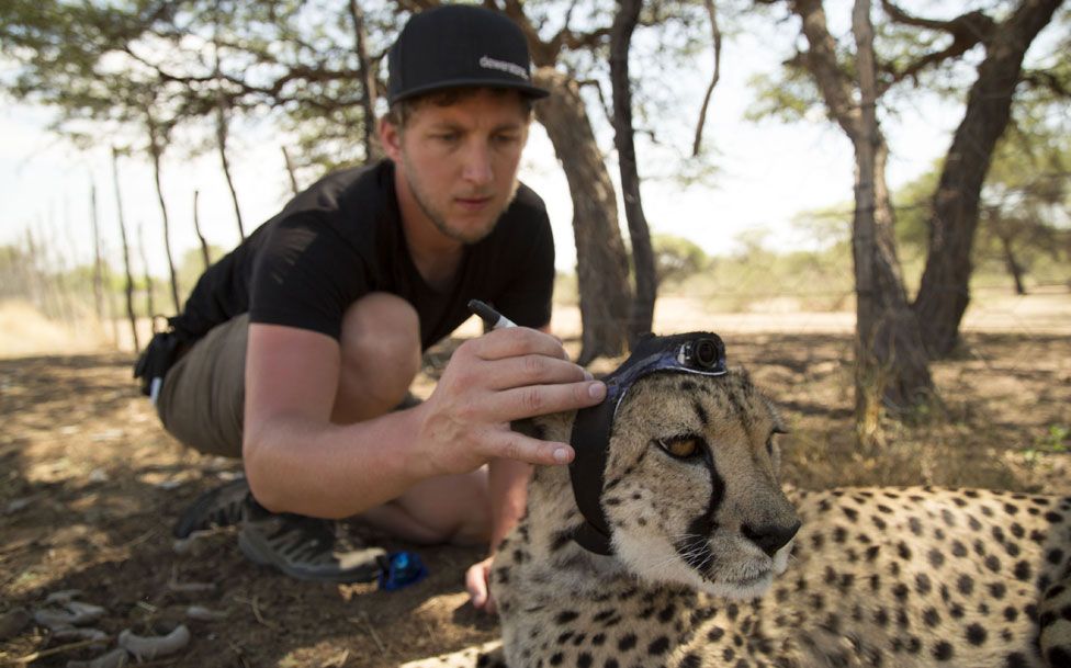 a captive cheetah at Harnas Wildlife Foundation, Namibia.