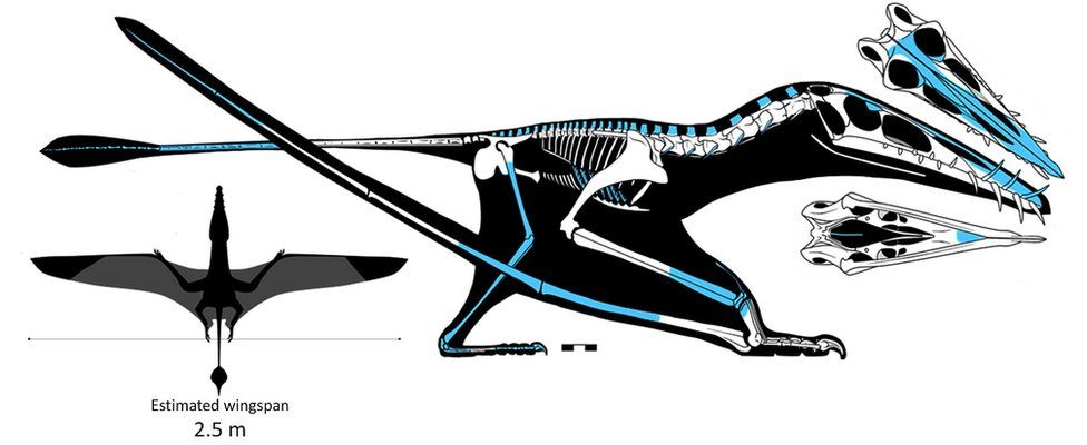 Схема скелета птерозавра.
