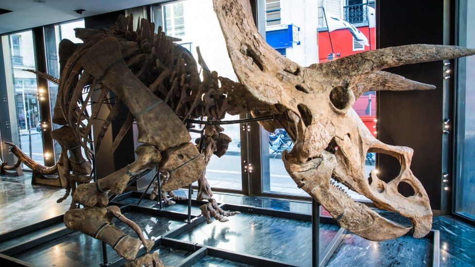 Big John: The world's largest triceratops skeleton sells for €6.65m - BBC Newsround