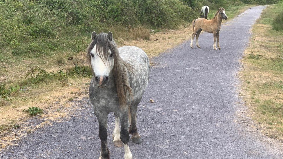 pony welsh mountain