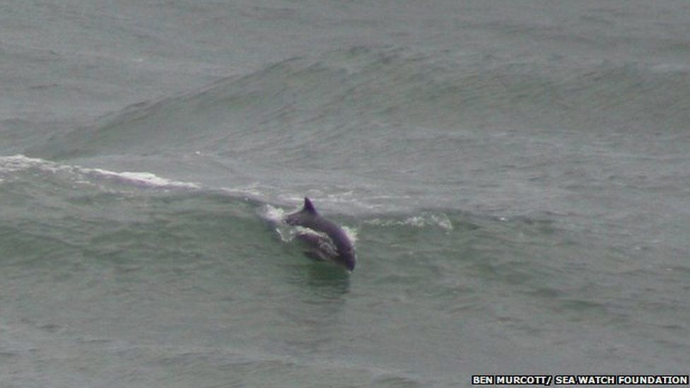 A harbour porpoise breaking through the waves at Point Lynas, Anglesey