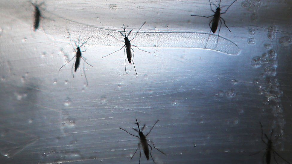 Aedes aegypti mosquitos are seen in a lab at the Fiocruz Institute on June 2, 2016