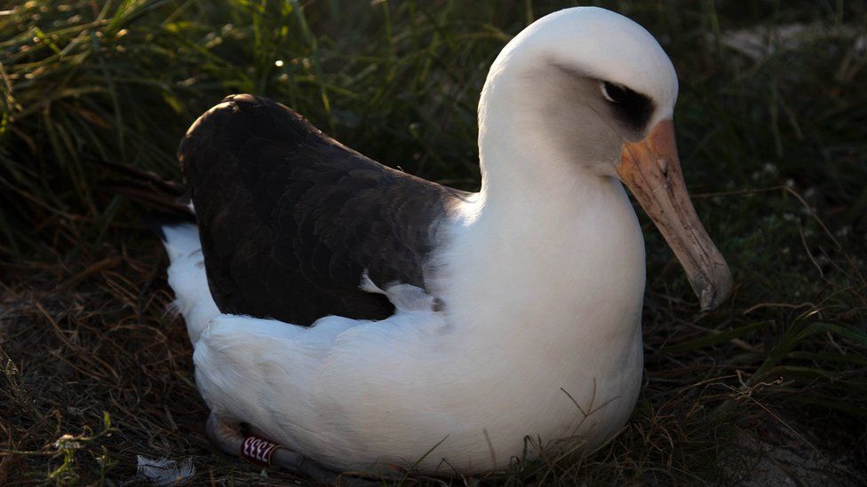 World's oldest known wild bird has another chick at age of 70 - BBC News