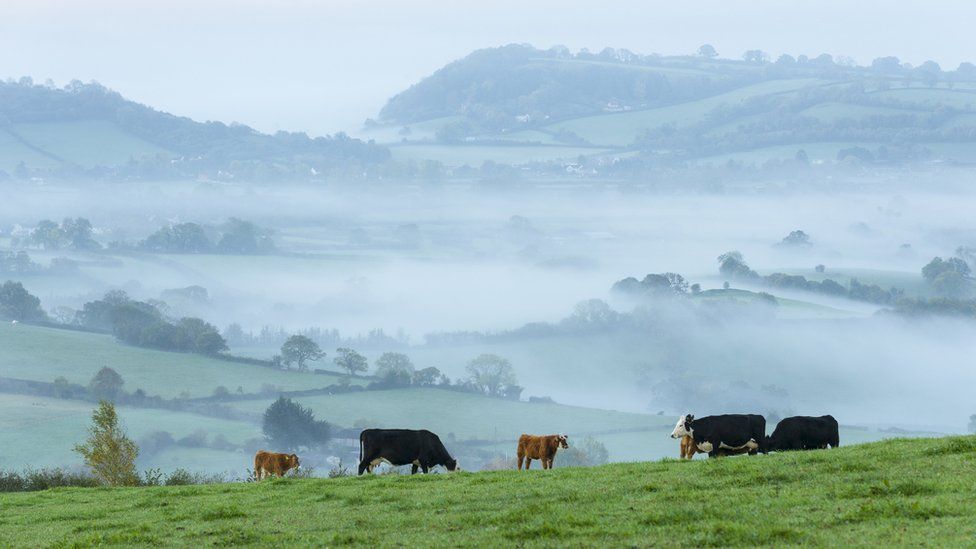 A shot of horses on the Mendip Hills in Somerset with misty slopes in the backgroiund