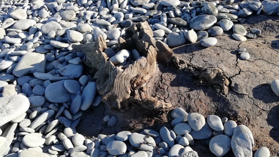 Uncovered tree stump on Llanrhystud beach