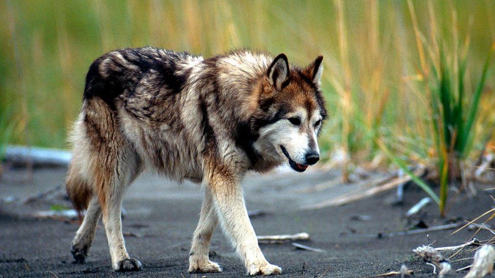 Wolf dog on the Prowl, Alaska, Hybridization in the wild usually occurs near human habitations where wolf density is low and dogs are common.