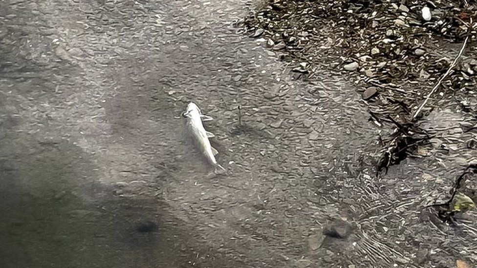 dead fish in grey water