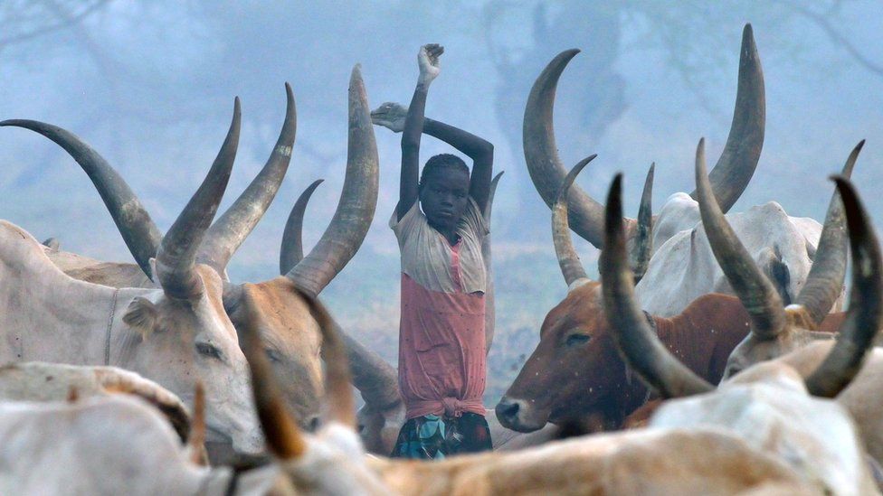 Cattle in South Sudan