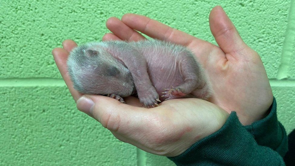 Tiny baby badger