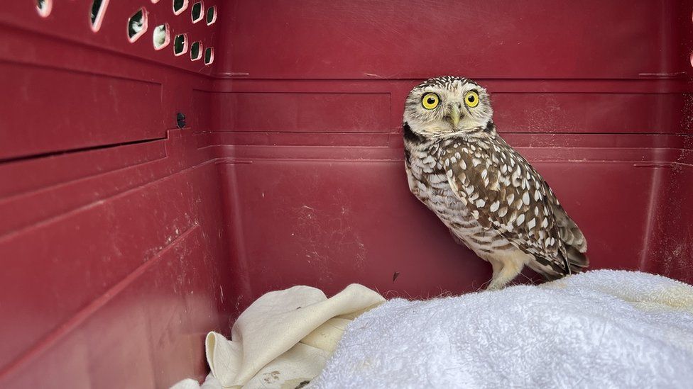owl in a plastic bird carrier