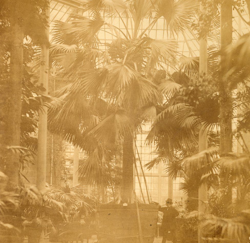 Sabal palm in 1874