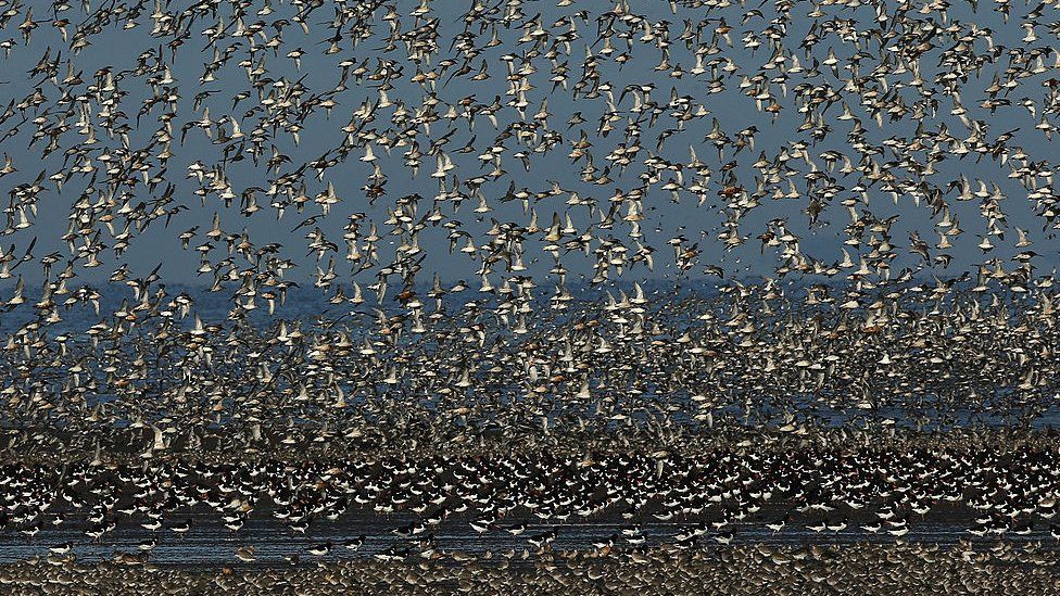 Thousands of wading birds take flight