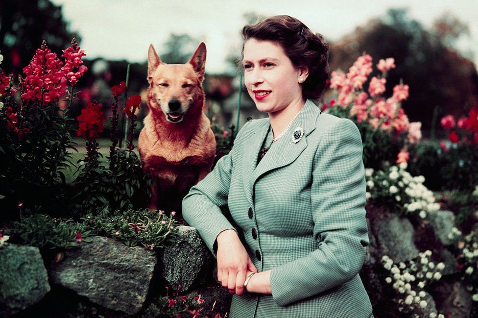 Corgis: How the Queen fell in love and started a phenomenon - BBC News