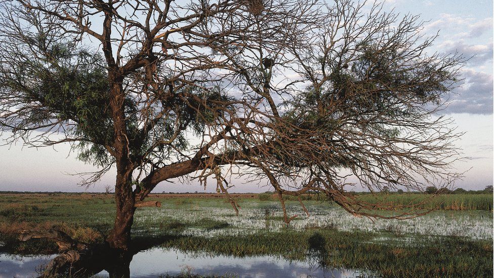Tree in a swampy area, Gran Chaco, Paraguay.