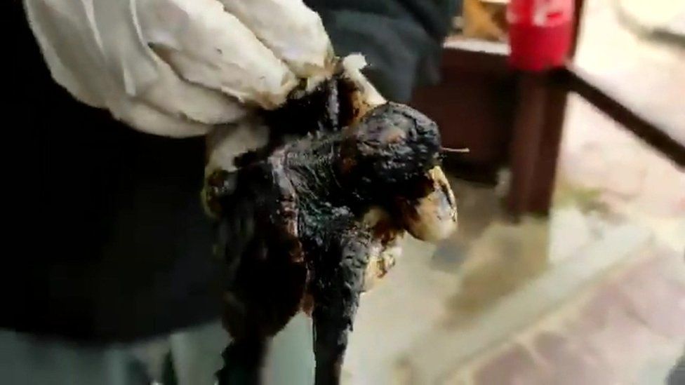 A tar-covered turtle is cleaned up by the Israel Nature and Parks Authority, 21 February 2021