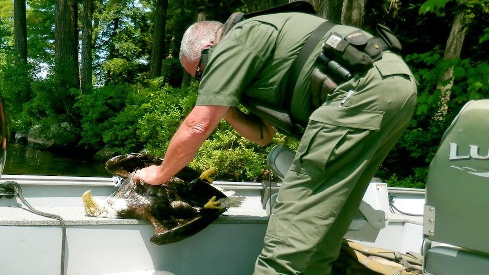 Maine game warden Neal Wykes inspects the dead bald eagle